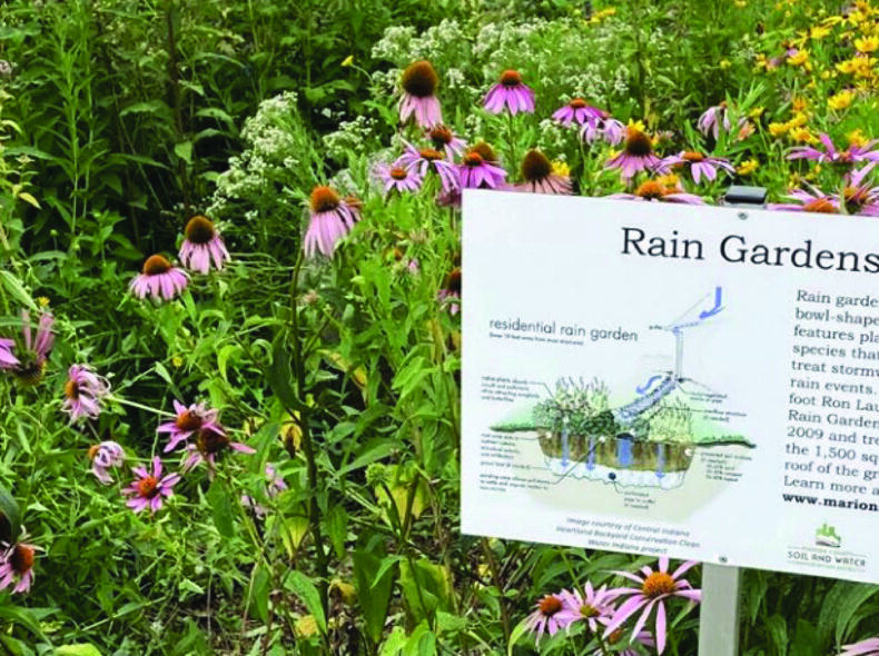 Build a Rain Garden